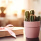 cactus-gift-giving